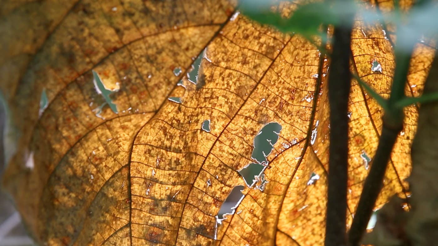 壓力很大 — dancer and falling leaves