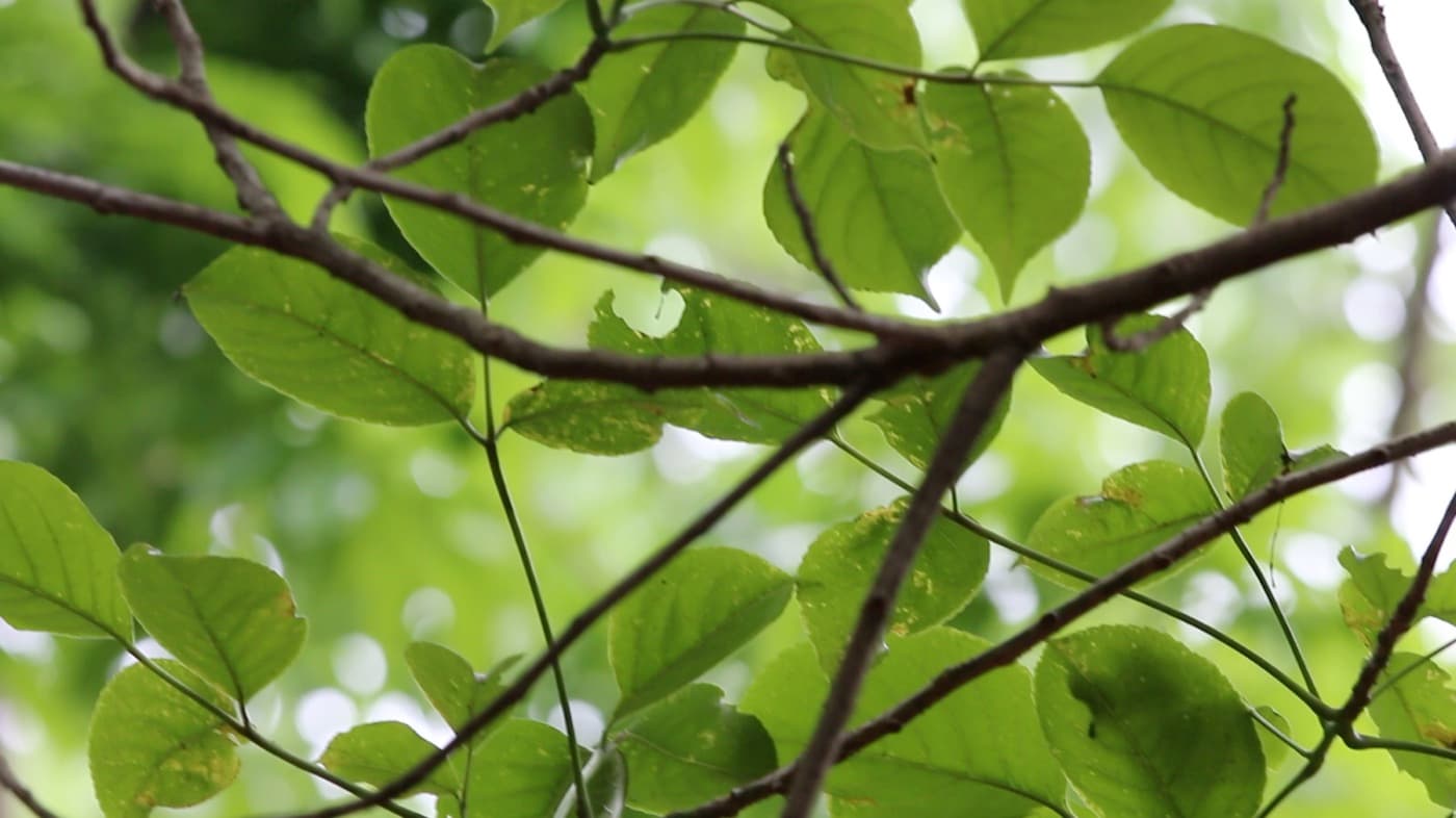 壓力很大 — forest canopy movement